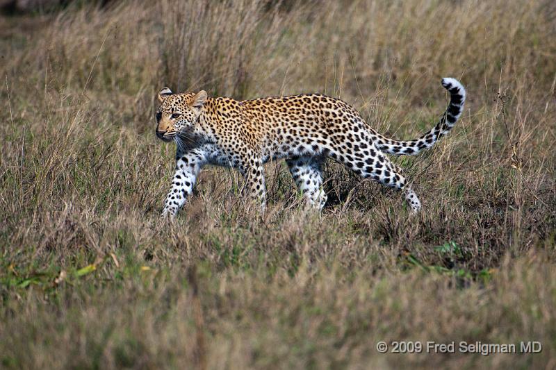 20090613_121242 D300 (1) X1.jpg - The Leopard runs about 30 mph and is a good jumper and also a strong swimmer